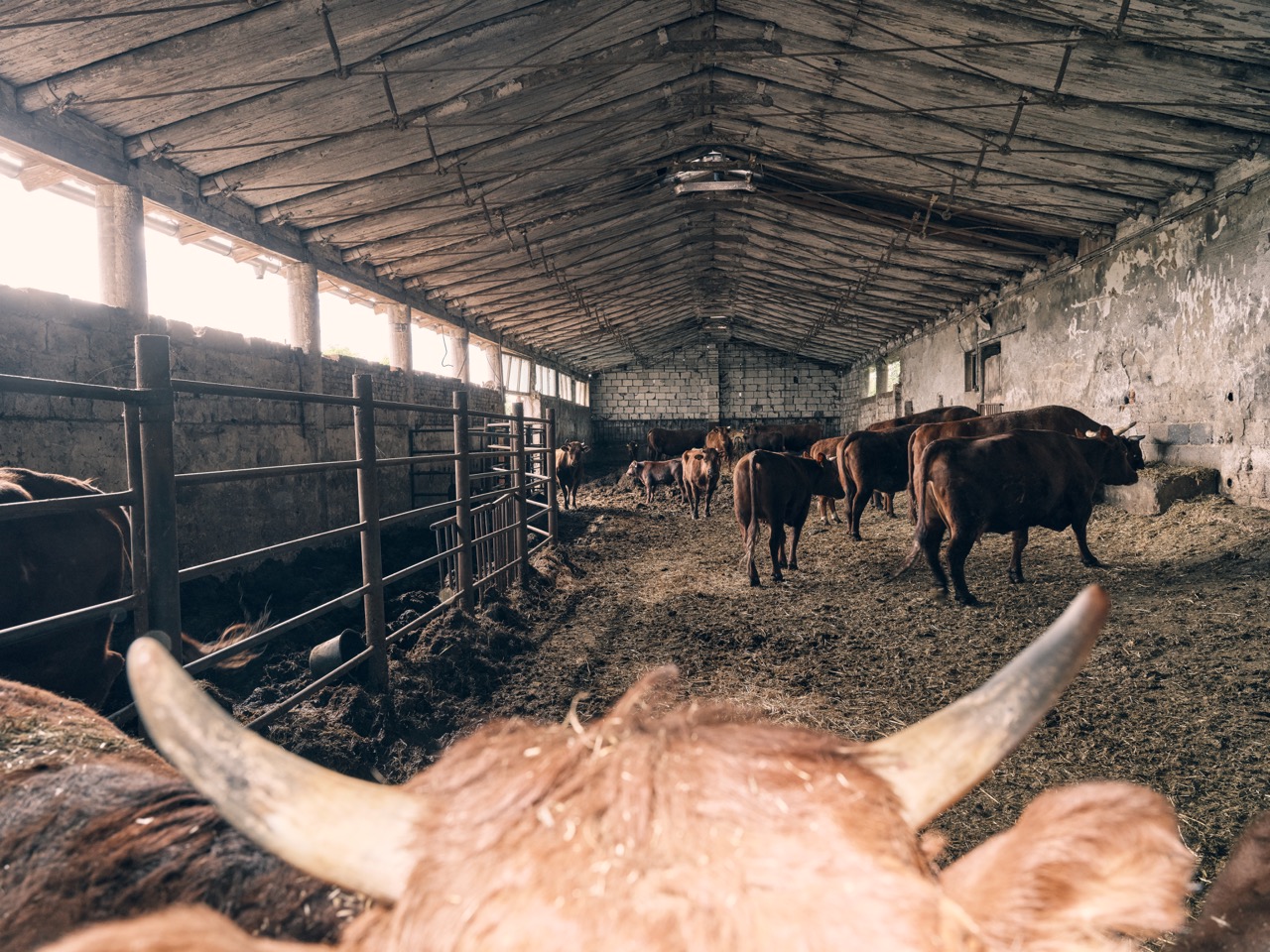 fotografie kolekce Officina pro Terezu Rosalii Kladošovou, práce pro Wired, Katarzii, hideandseek houses a výstavu Fabulant (David Böhm a Jiří Franta, GHMP)