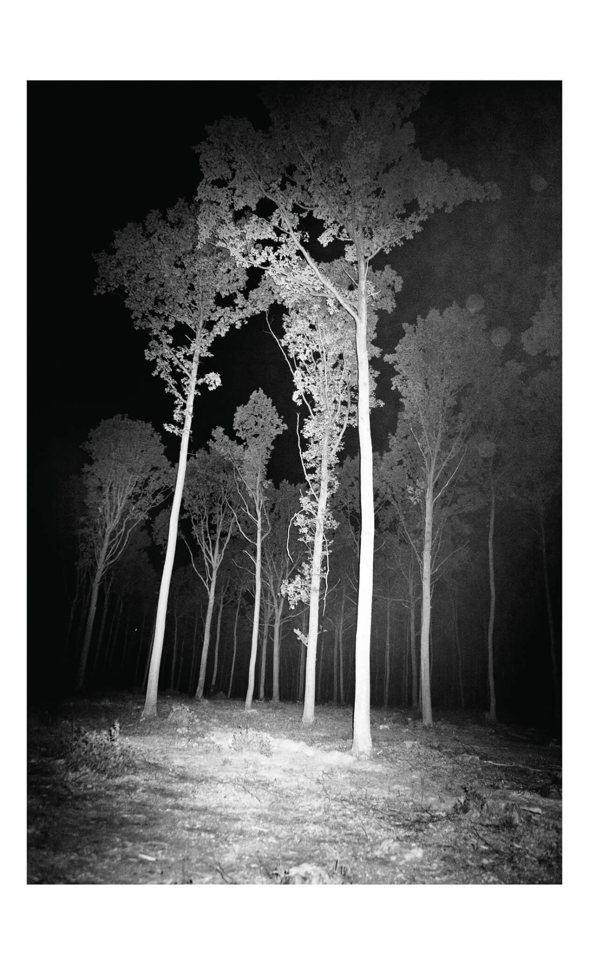 photographs for the book Strom (Křehký)