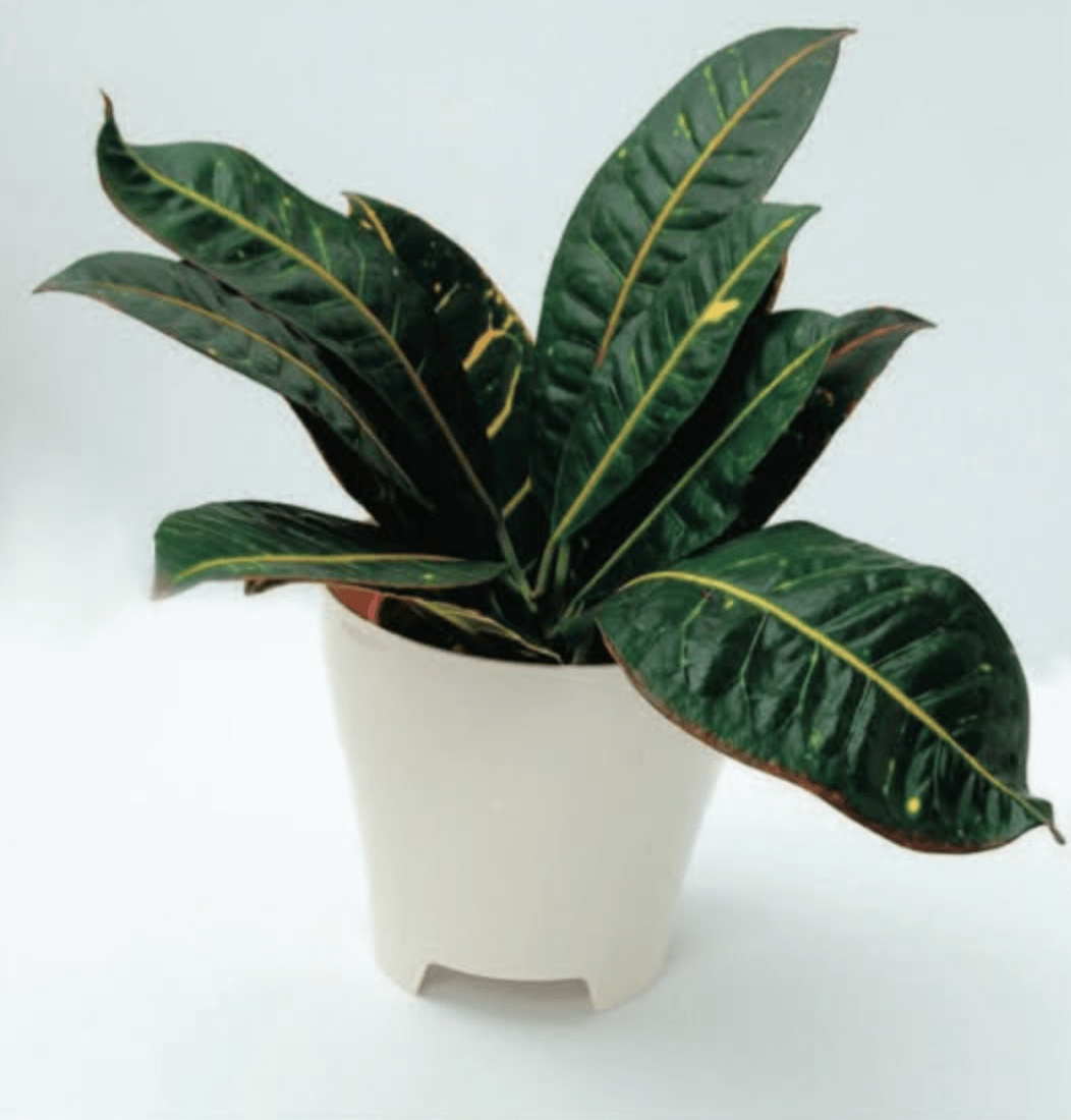 samozavlažovací květináč Doppio (Plastia)