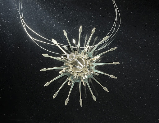 Pasifloras collection