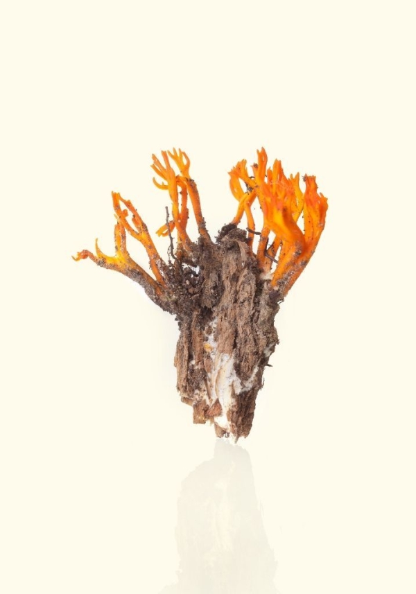 fotografie pro Vyrobeno lesem